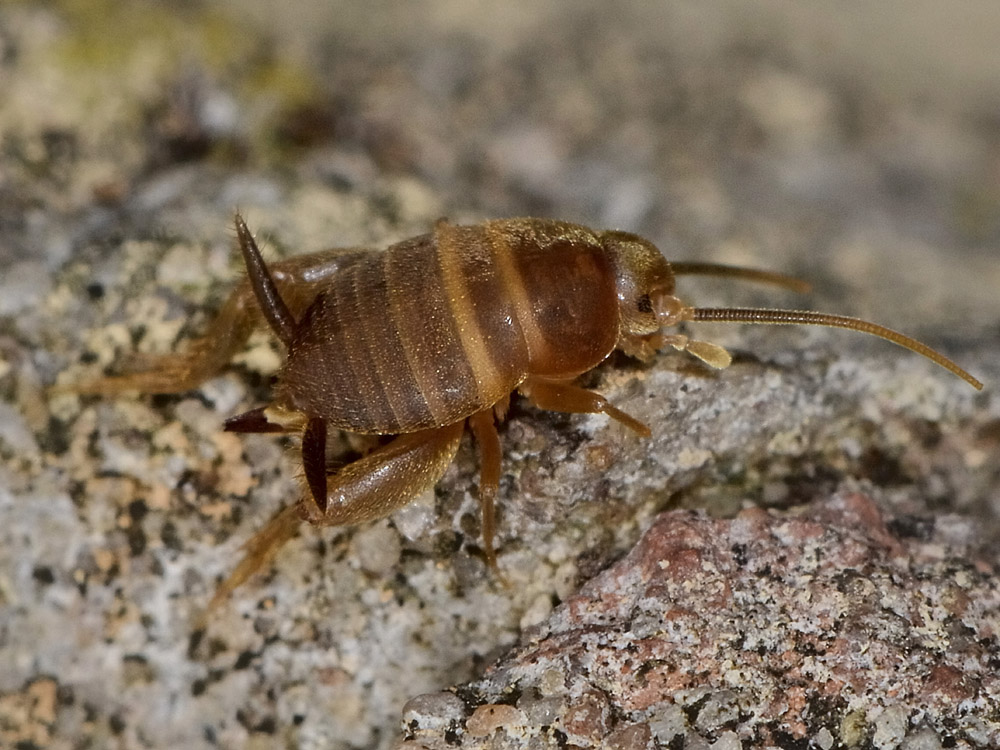 Myrmecophilidae?